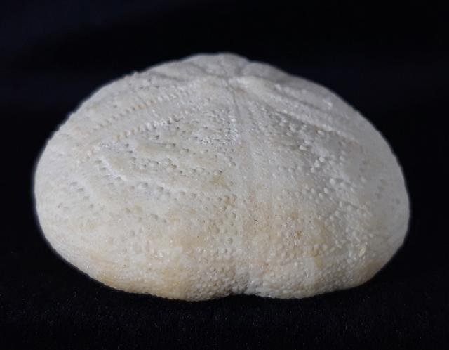 Eupatagus (Oymnopatagus) antillarum (COTTEAU 1875) - Bild &copy; FossNet FossilienStore